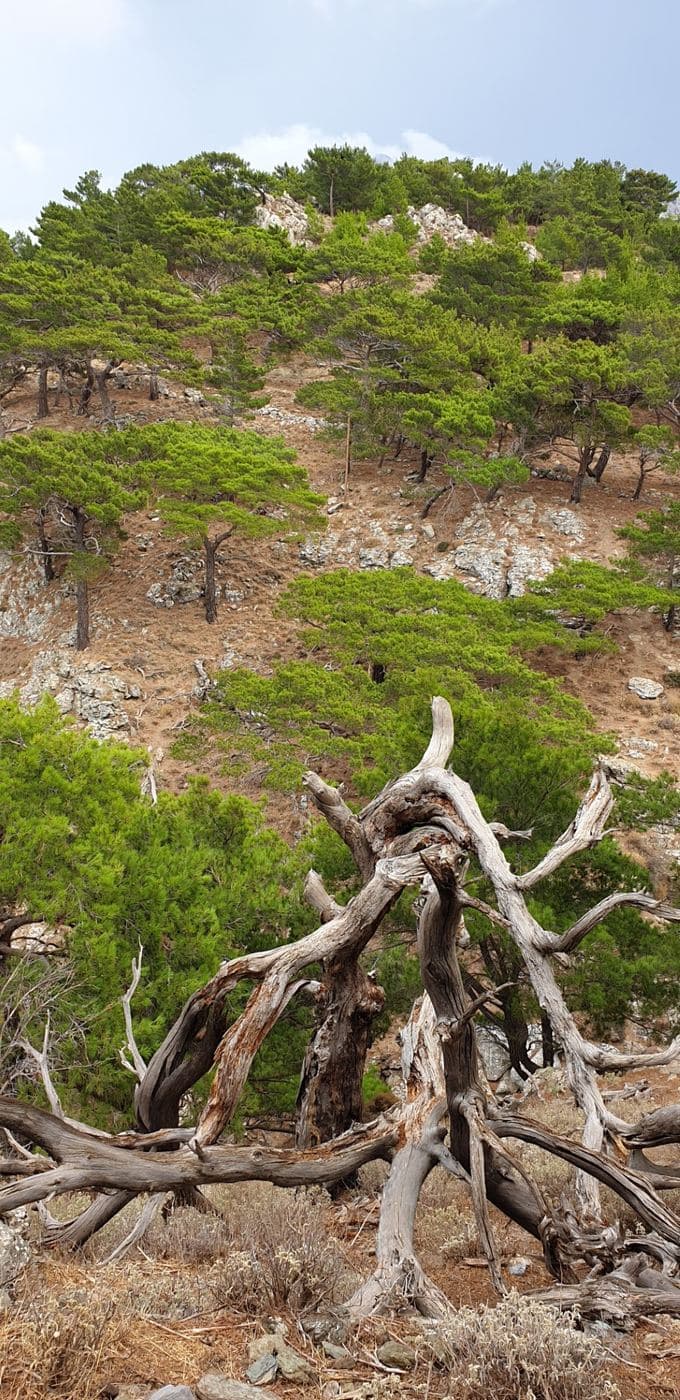 Thripti pine wood 2