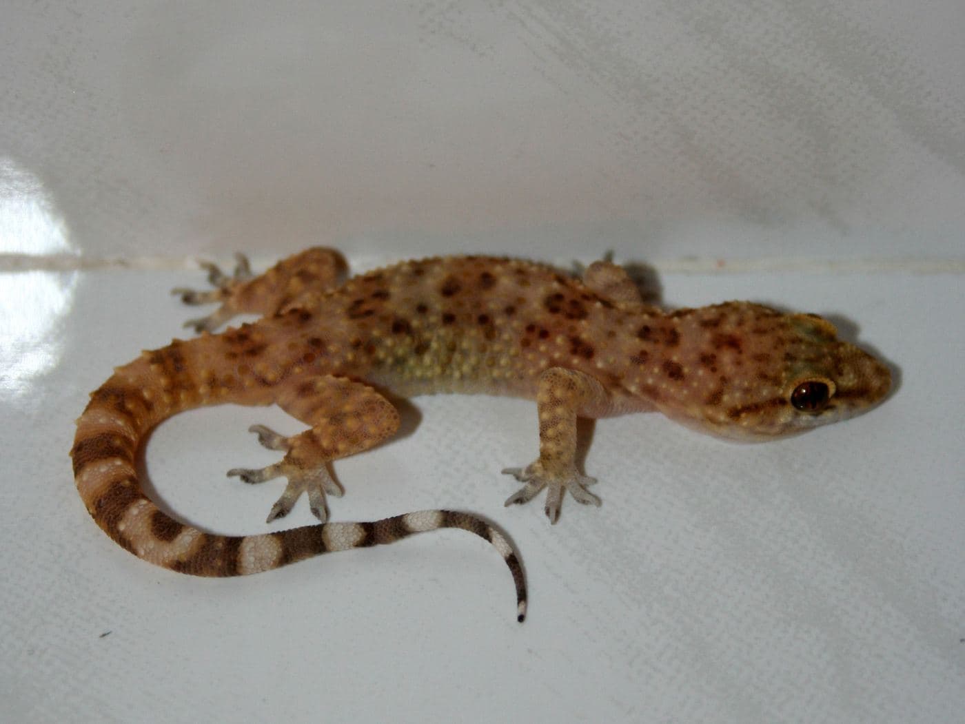 Turkish Gecko