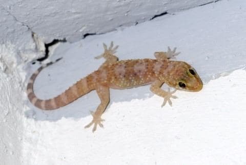 Turkish Gecko 2