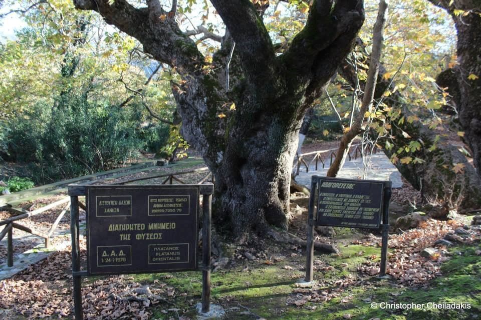 Vlatos plane tree