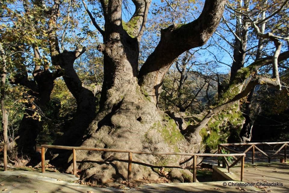 Vlatos plane tree 2