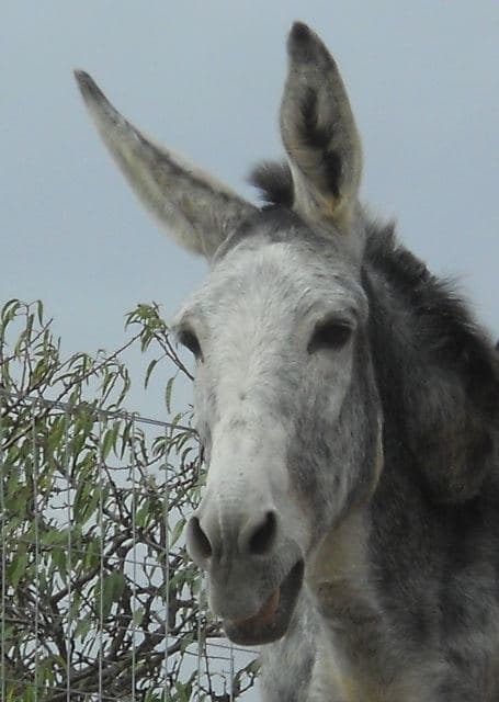 Walk with Donkeys 2