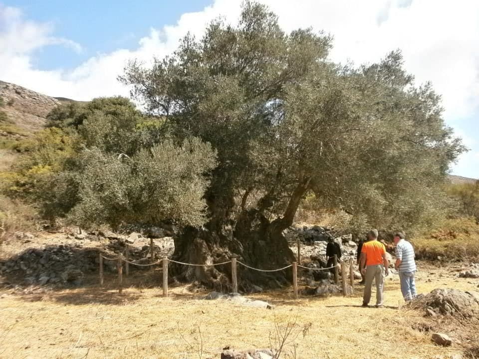 Great Olive tree of Aerinos
