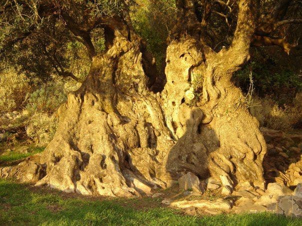Great Olive tree of Aerinos 2