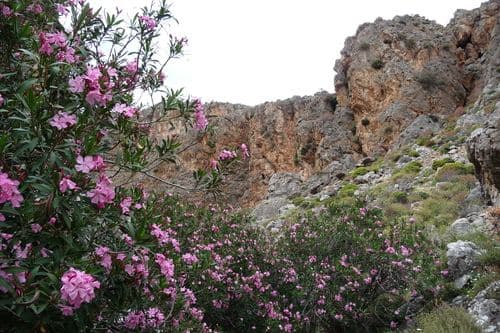 Agia Irini Gorge (Ziros) 3