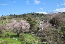 Alikambos almond wood
