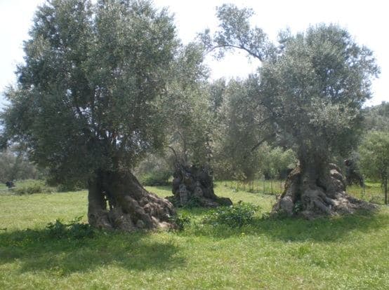Amari Monumental olive grove 2