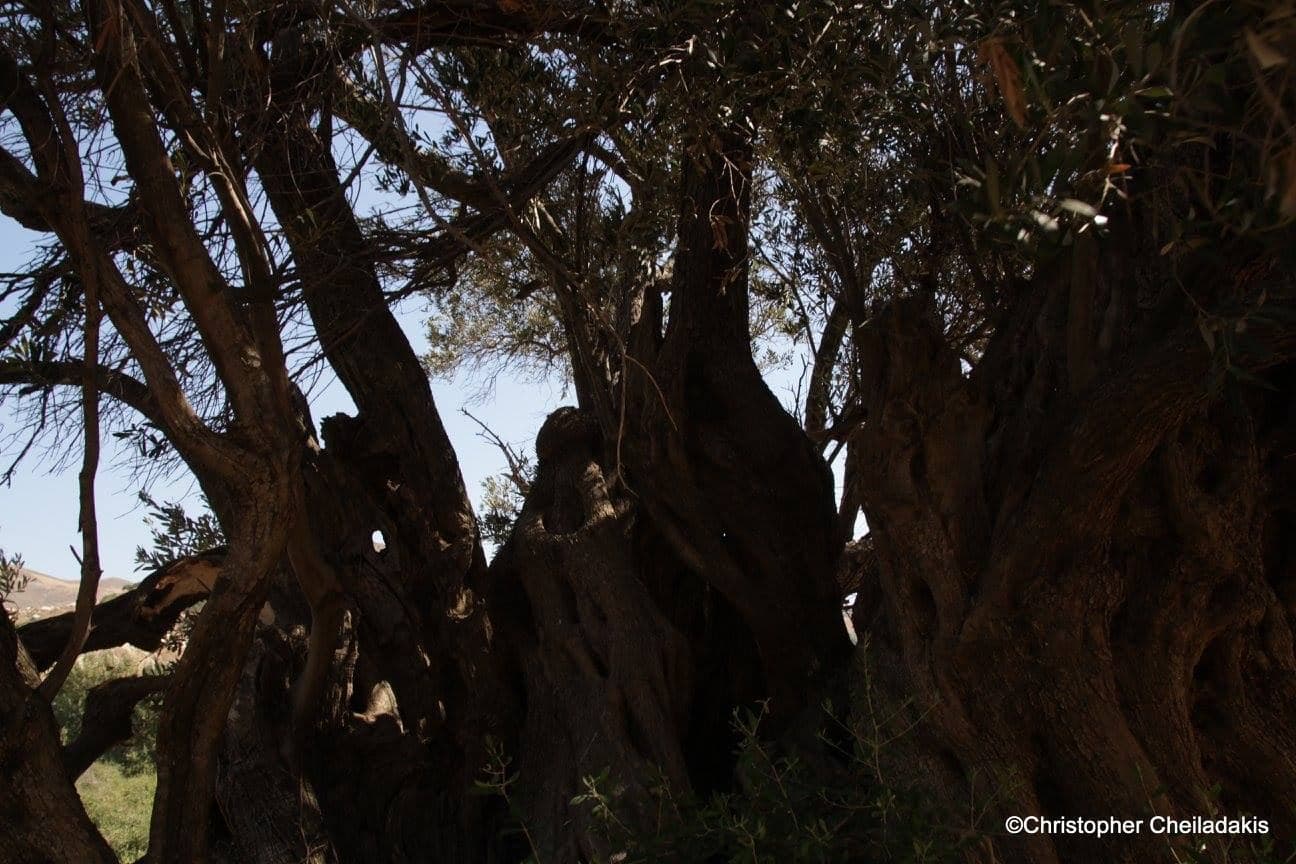 Panasos olive tree
