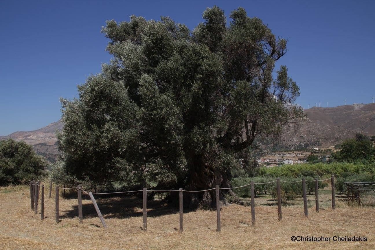 Panasos olive tree 2