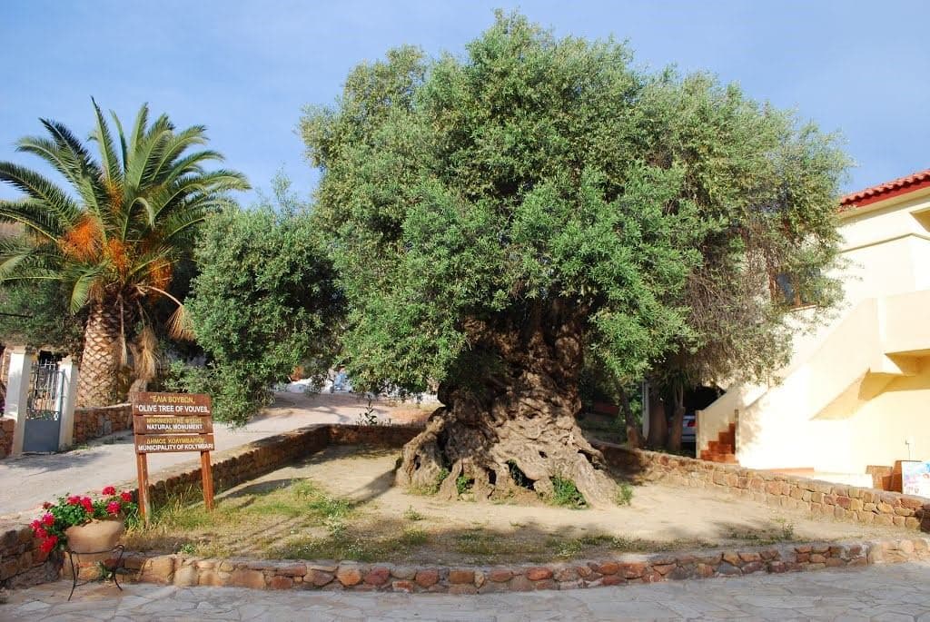 Ano Vouves monumental olive tree 2