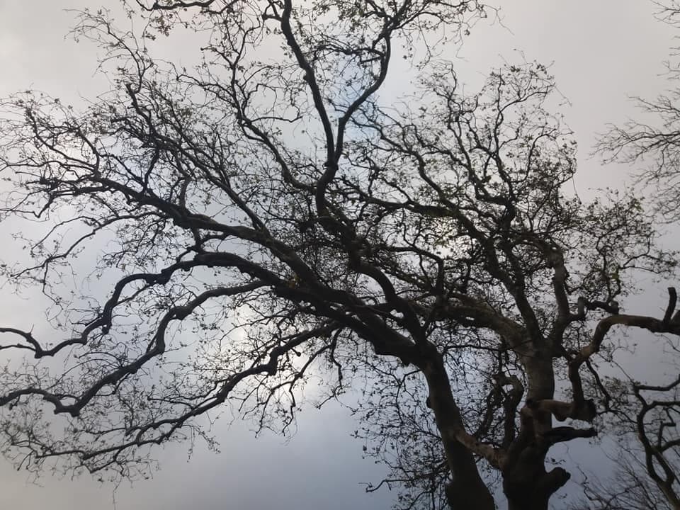 Azogyres plane tree