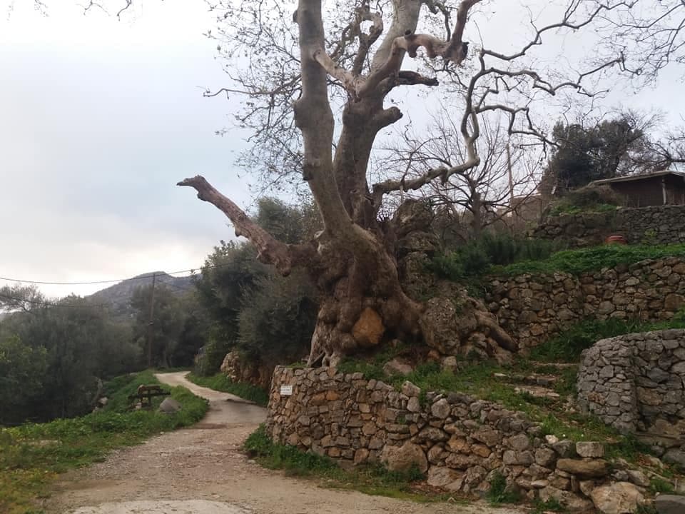 Azogyres plane tree 2