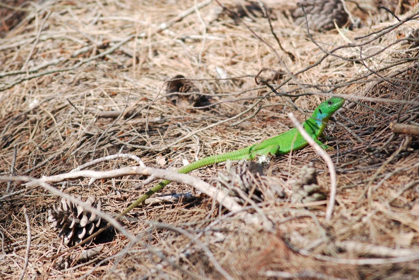 Balkan Green Lizard