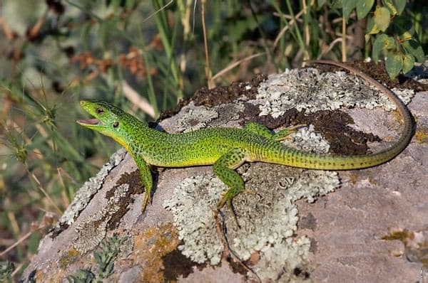 Balkan Green Lizard 2