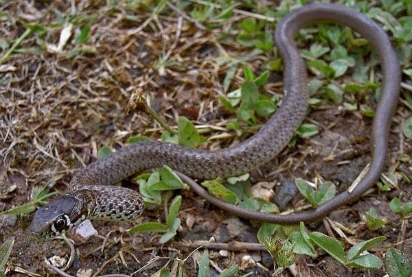 Balkan whip snake