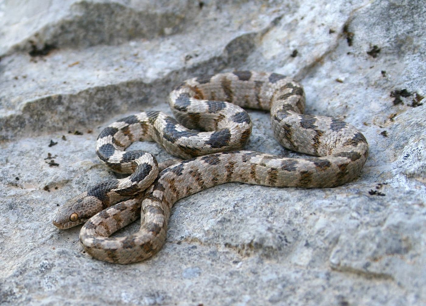 Cat Snake 2
