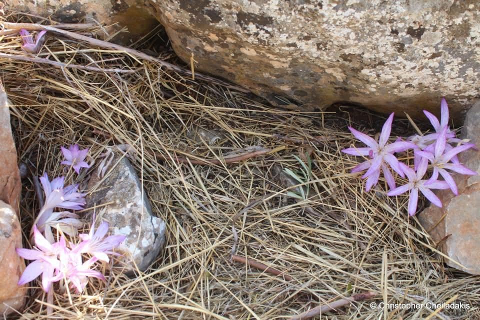 Colchicum