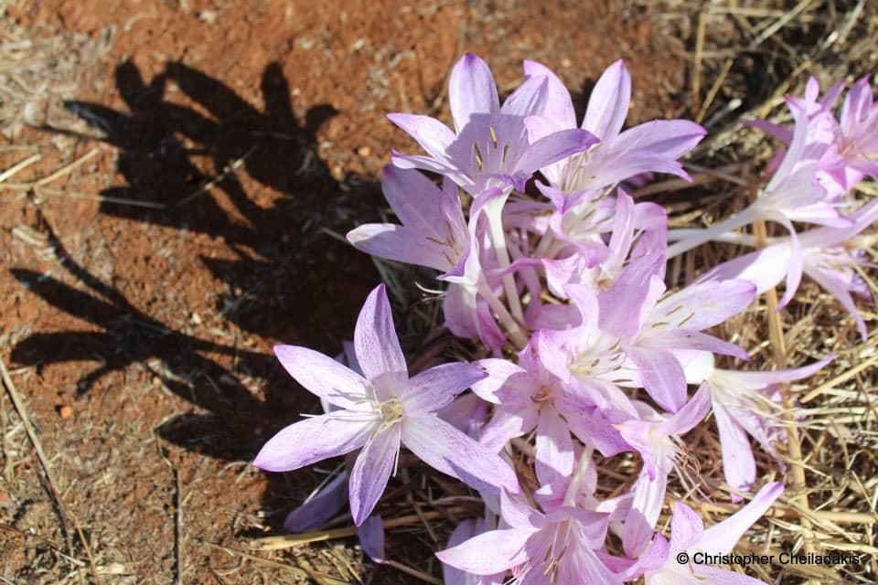 Colchicum 2