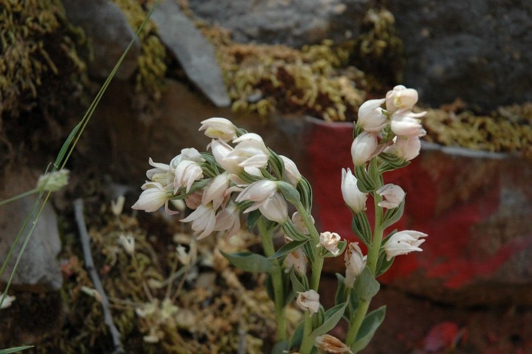 Cretan Cephalanthera 2