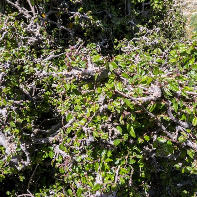 Cretan Zelkova