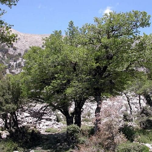 Cretan Zelkova 2