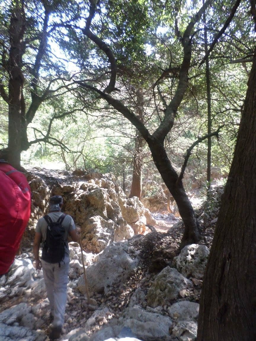 Cyclamen Gorge at Aletrouvari 3