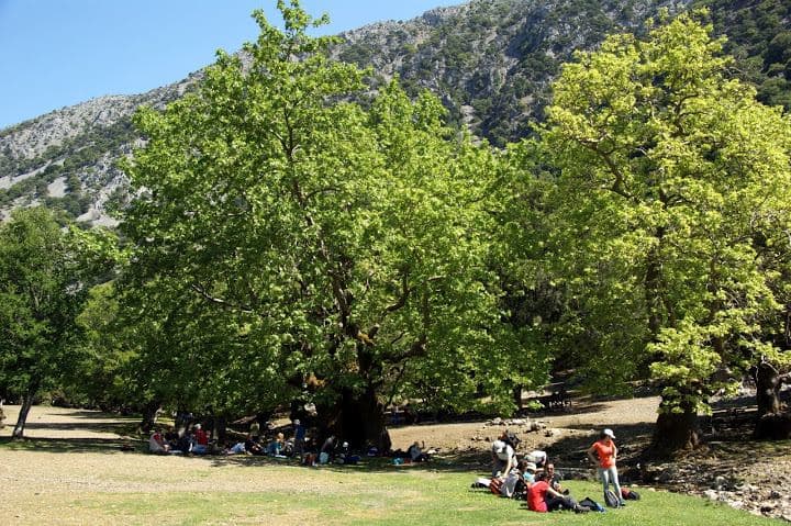 Trail Rouvas Wood - Giristi - Prinos - Asites 2