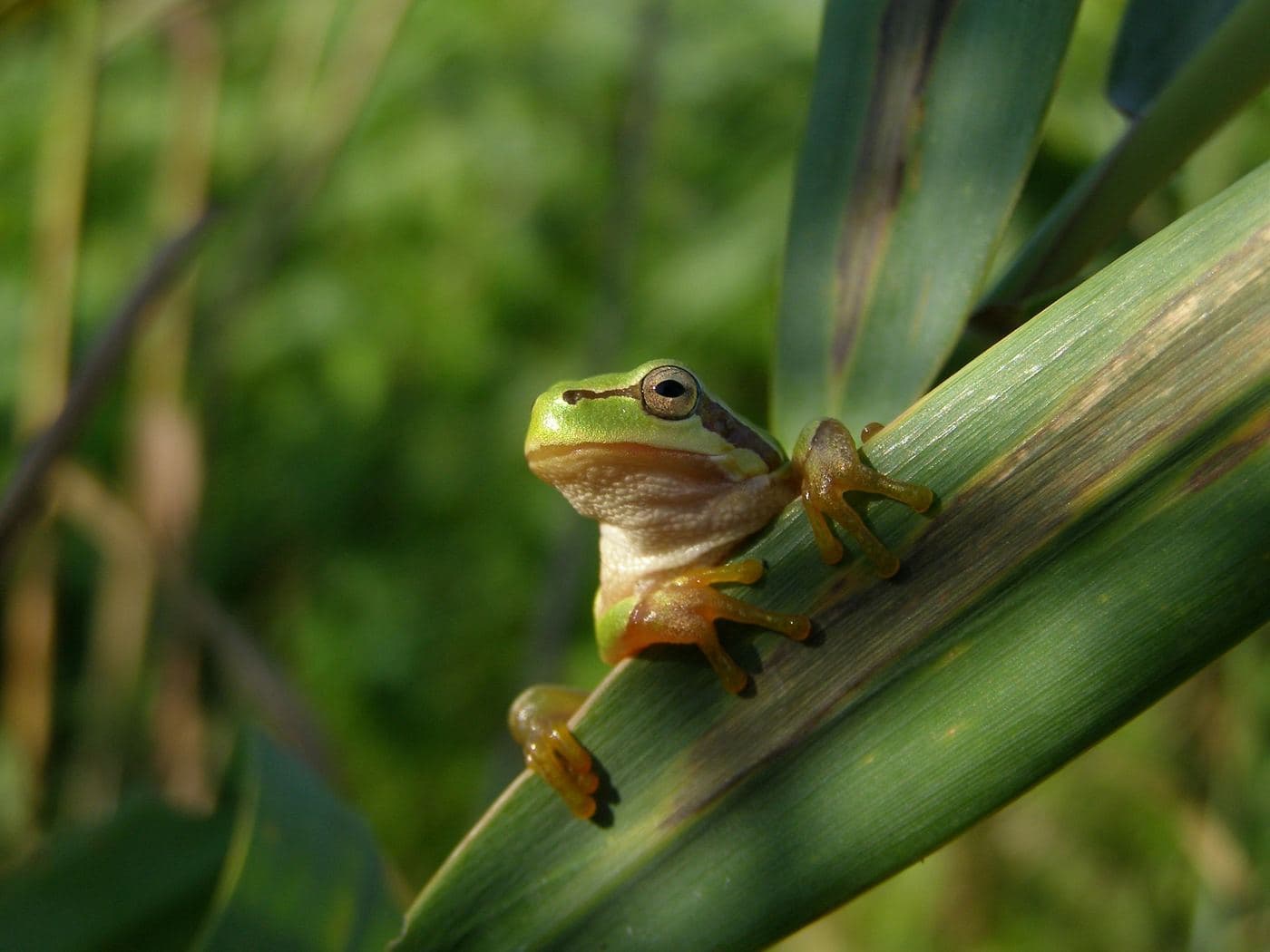 European Tree frog