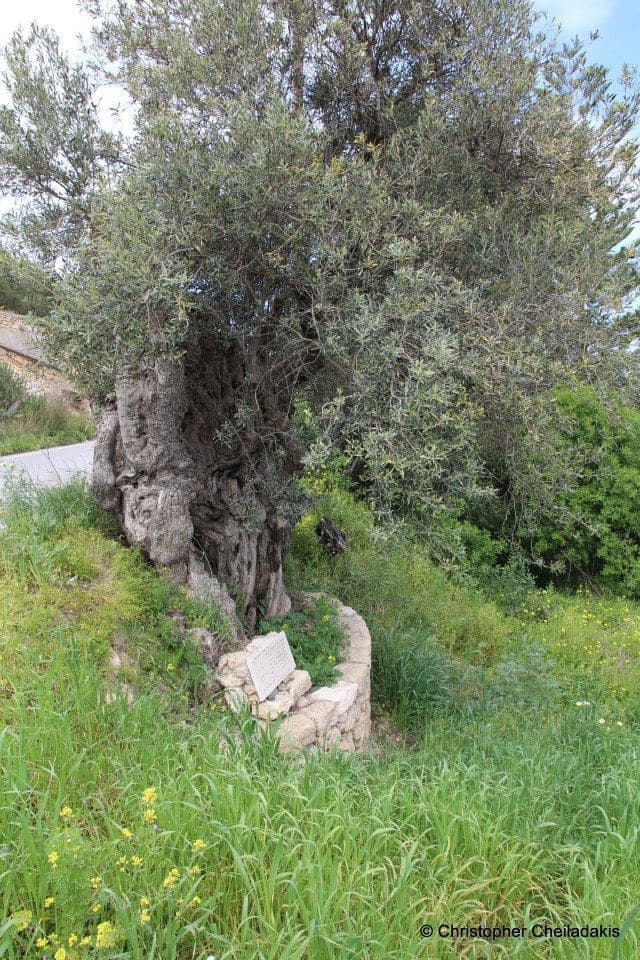 Fourkolia monumental olive tree