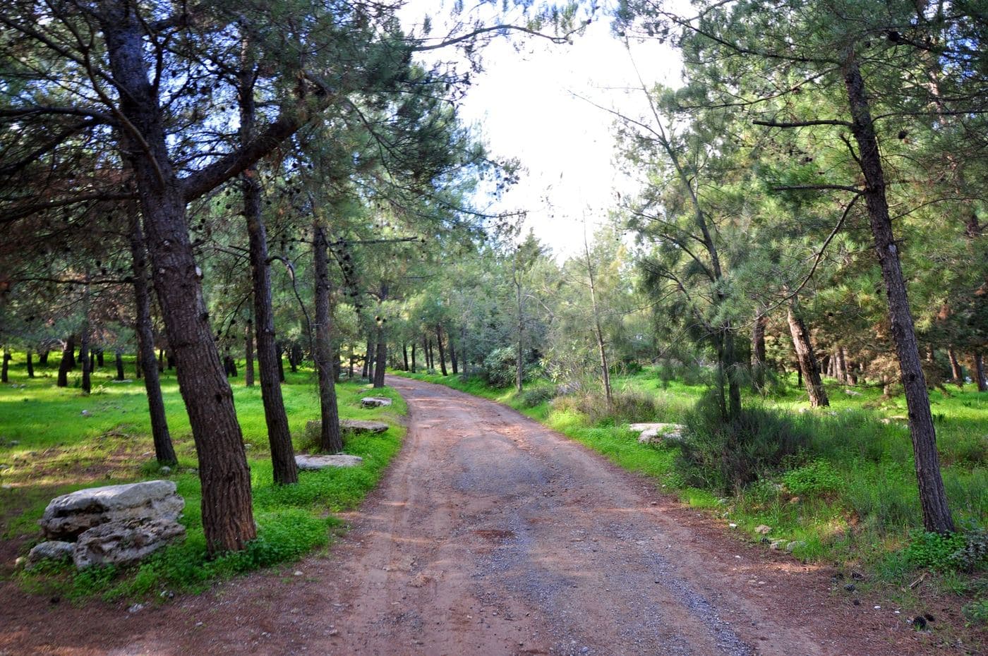Fourni Wood