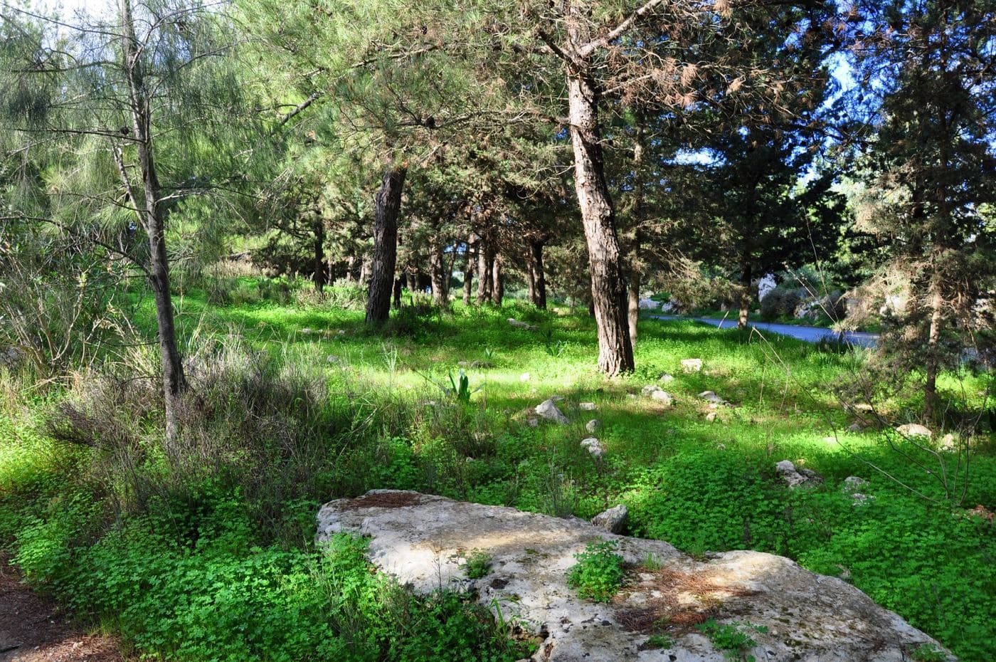 Fourni Wood 3