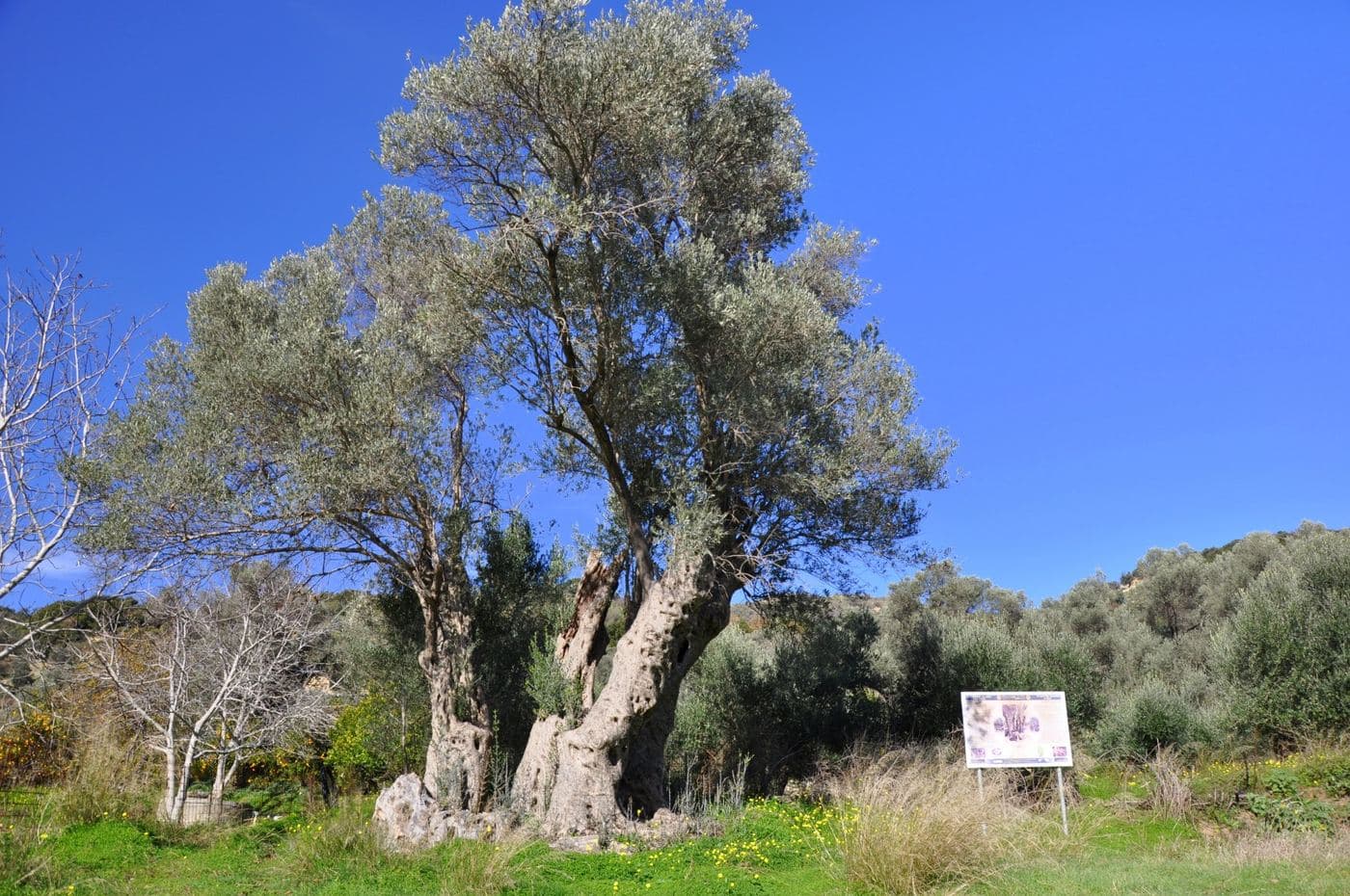 Genna olive tree