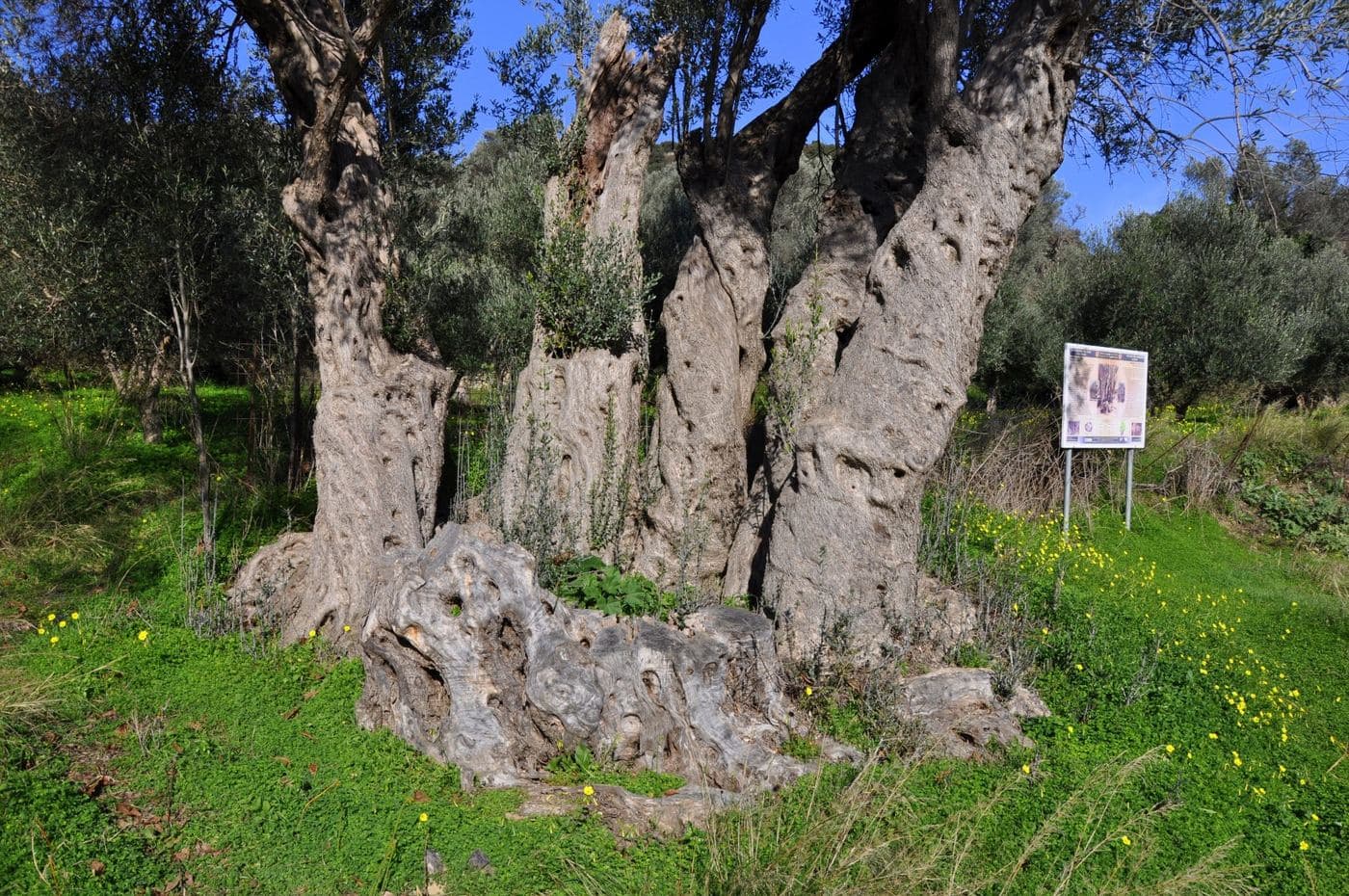 Genna olive tree 2