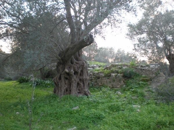 Gortyn ancient Olive Grove