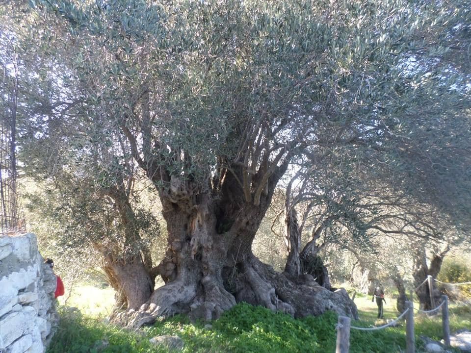 Gre Ele olive tree at Kato Tripodo 2