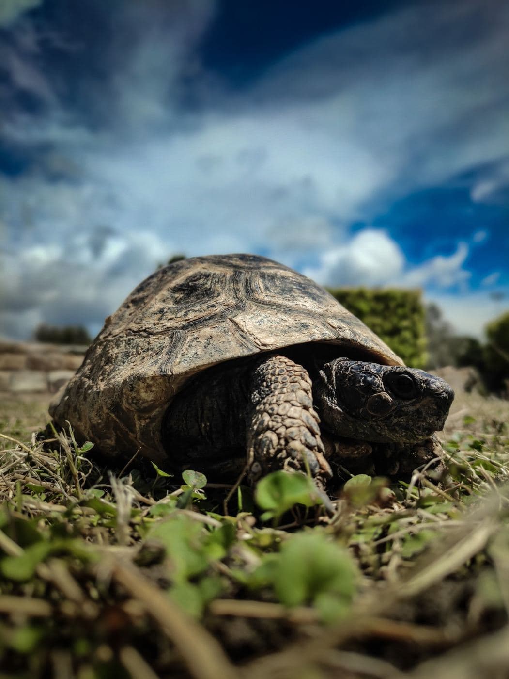 Greek tortoise