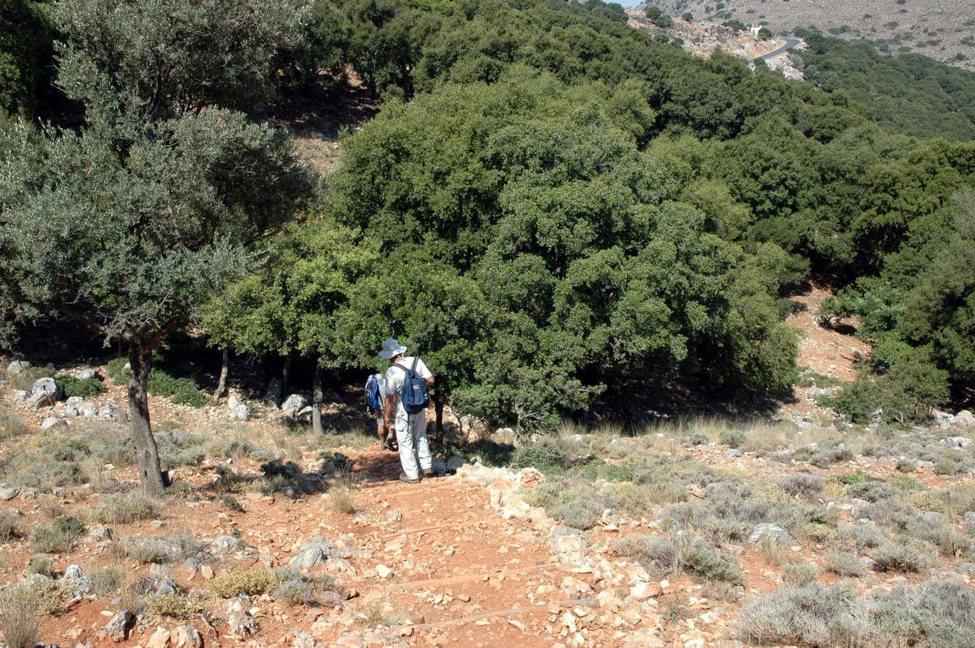 Hamoprina Wood at Malia 2