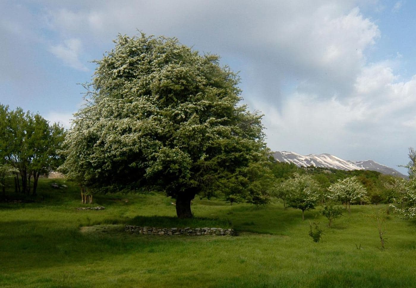 Hawthorn of Zominthos