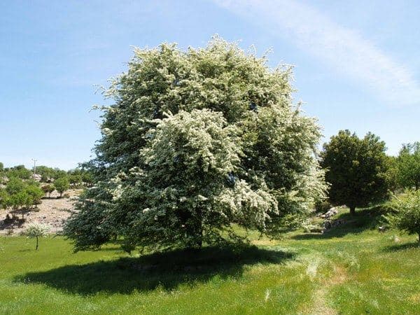 Hawthorn of Zominthos 2