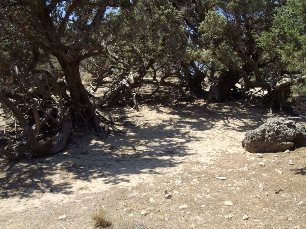 Junipers