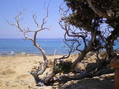 Junipers 2