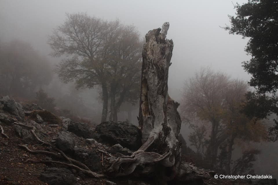 Kamares Wood