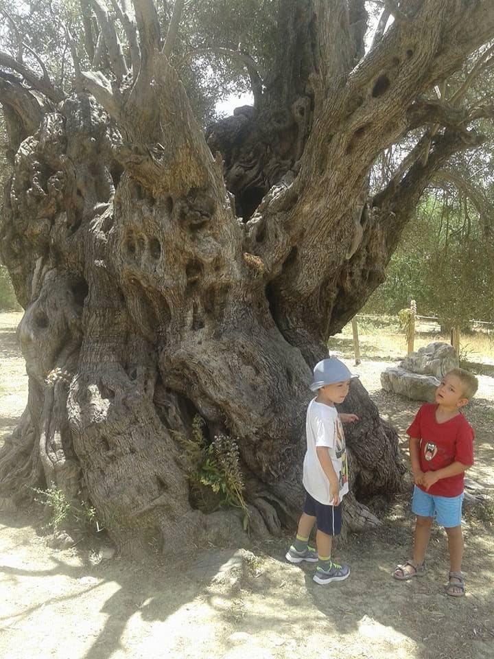 Kamilari Olive tree (Mana)