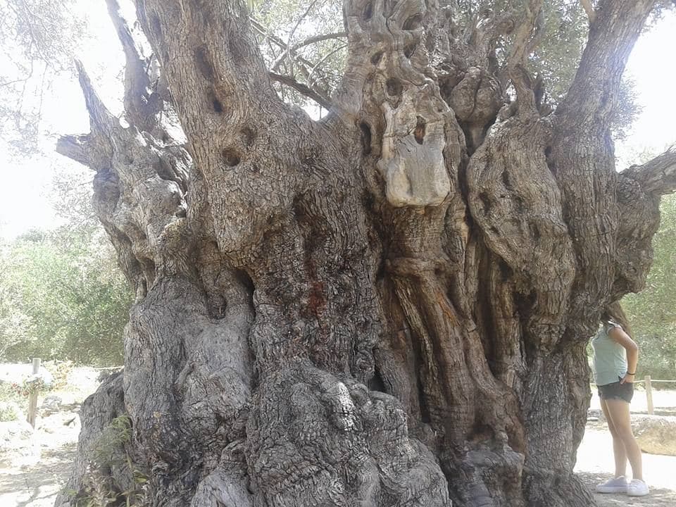 Kamilari Olive tree (Mana) 2