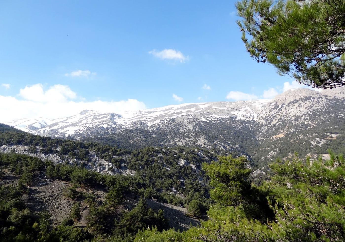 Kato Symi Wood 2