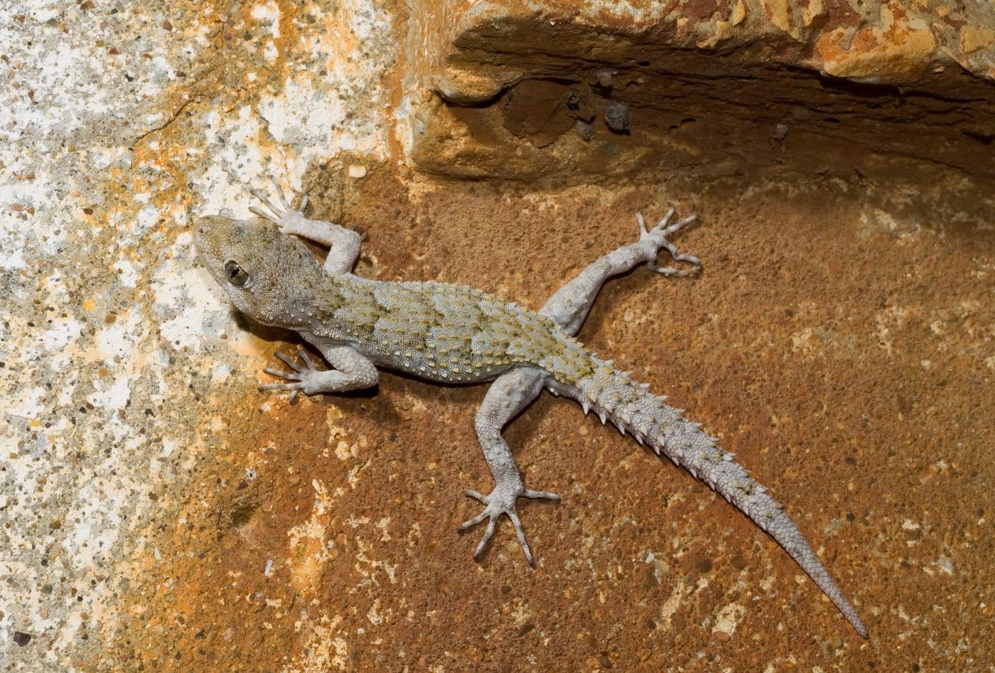 Kotschy’s gecko 2