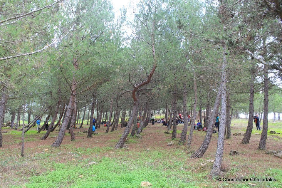 Lefkohori wood