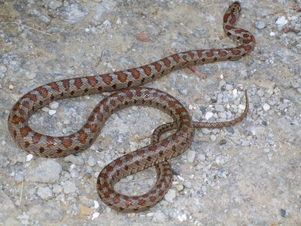 Leopard snake