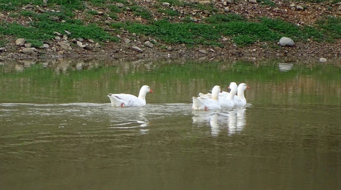 Livada Lake (Thrapsano) 2