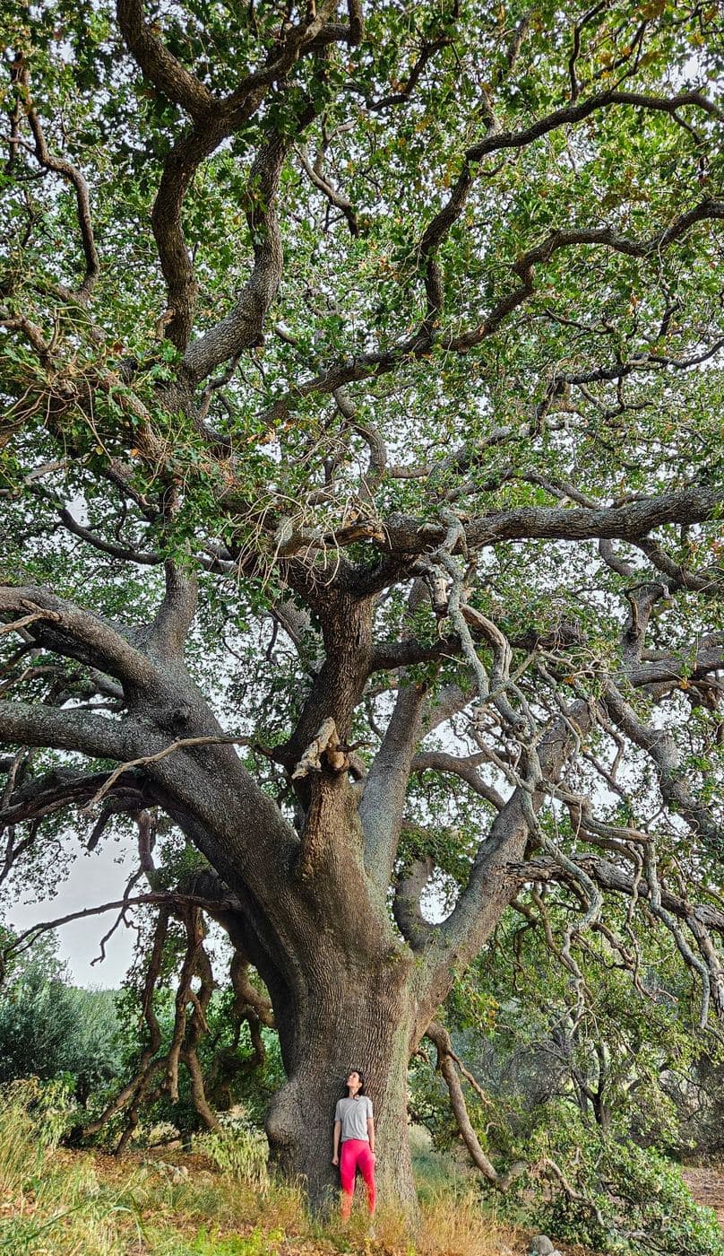 Madalenis Oak